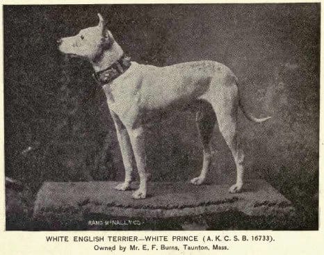 Taken in 1891, this image shows a dog called White Prince. The early physical traits of the Bull Terrier is already visible.