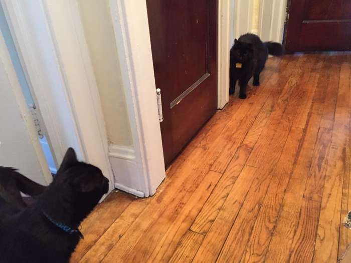 Freyja meets her new (BIG) little brother Salem for the first time inside. (Freyja did meet Salem outside while on her leash once before Salem moved inside). Don't let his size fool you. Salem was still technically a kitten at the time.