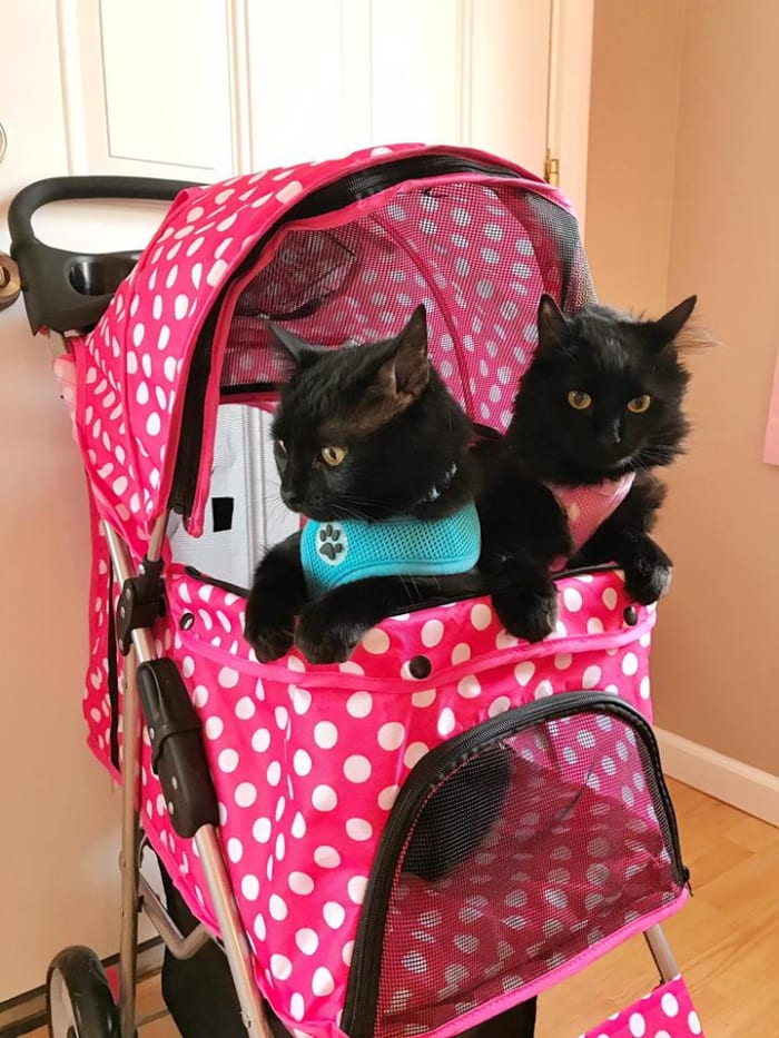 "They see me strollin', they hatin'." Salem and Freyja in their pink polka-dotted stroller.