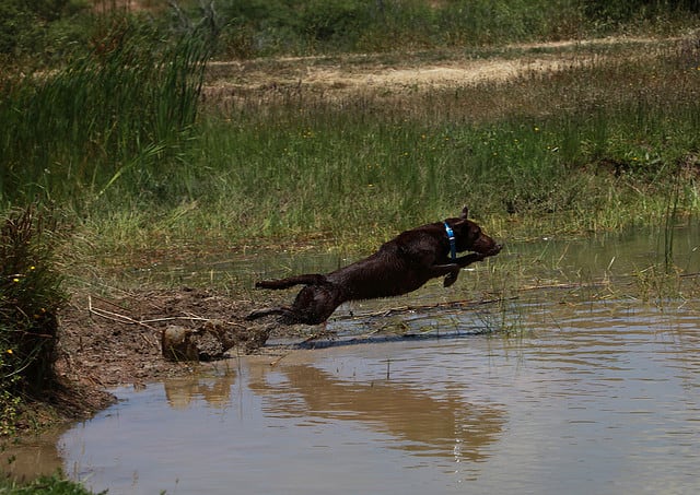 Hunting dogs like the Labrador Retriever are not suited to most quiet households.