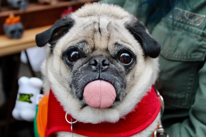 If you are seeking a partner to cuddle with on the couch…the Pug may be exactly who you are looking for!
