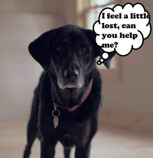 Due to a natural decline in cognitive ability with age, Canine Cognitive Dysfunction Barking often indicates confusion.