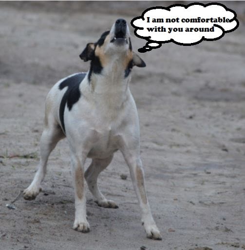 Territorial barking is often unintentionally reinforced. The vocalization acts as a deterrent and generally achieves the desired outcome.