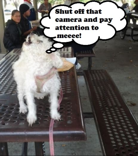 Attention-seeking barking is often an indication that your dog feels deprived of some essential care requirement.