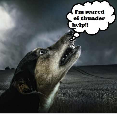An aversive stimulus triggers fear in dogs. Conditioning causes changes in an organism's body in reaction to stimuli.