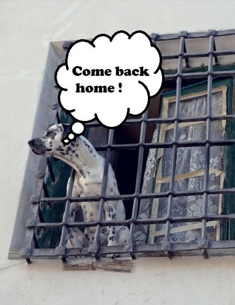 Separation anxiety barking is a serious issue. It is often coupled with destructive behavior. This condition typically requires professional intervention.