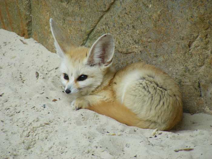 Foxes are popular animals, and many species exist in our backyard.