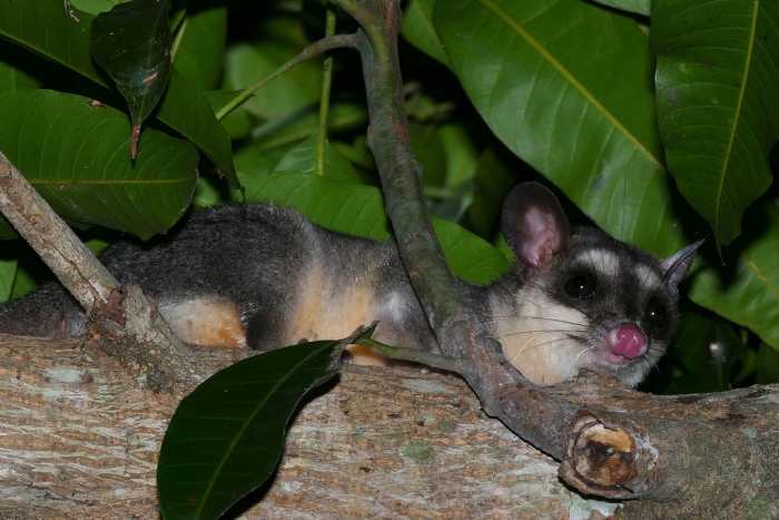 The Brazilian short-tailed opossum is a relatively popular exotic pet that is legal in many more states.