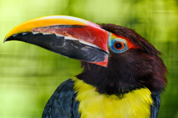Toucanets and aracaris are essentially "tiny toucans" that can easily be successfully maintained as indoor birds.
