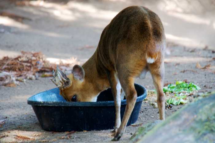 White-tailed deer are one of the most commonly adopted and confiscated animals.