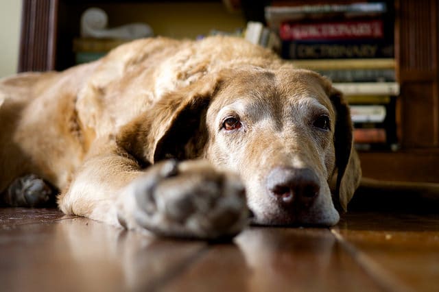 If your senior dog stops sleeping through the night, do something about it. The problem is not going to go away.