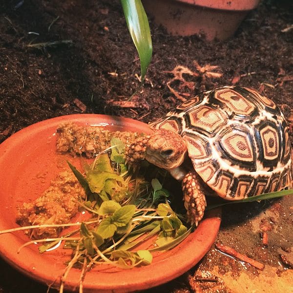A tortoise needs a natural diet but can also be fed high-quality commercial pellets designed for tortoises.