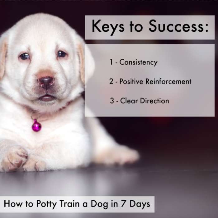 The three keys to successfully potty training your dog in seven days.