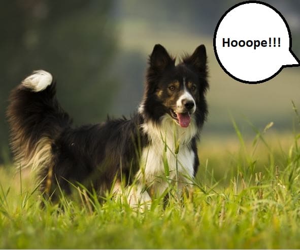 A name should grab your dog's attention. Make sure you choose an identifiable name that stands out from conversation and common sounds.