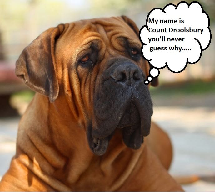 Don't like your dog's name? You have options. You can change your dog's name using a technique called "fading."