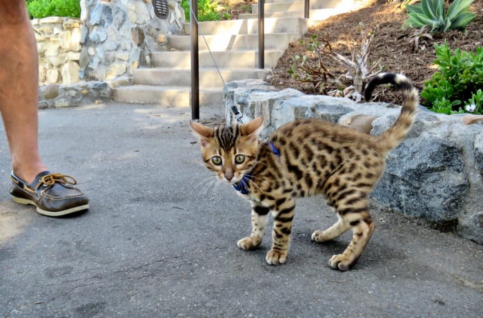 While Bengal cats aren’t really "exotic" since they are fully domesticated cats, they are often considered to be "partially wild" animals because this breed was created using Asian leopard cats.