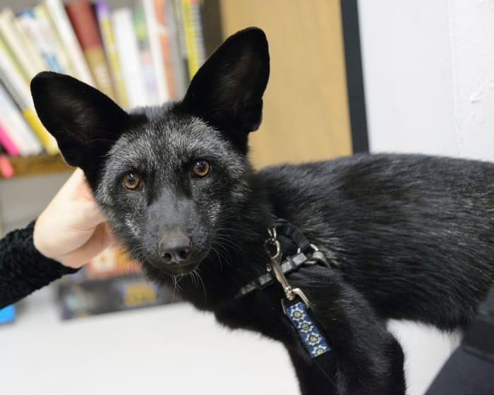 Foxes can be leash-trained, love to play, and wag their tails in excitement when their owners return.