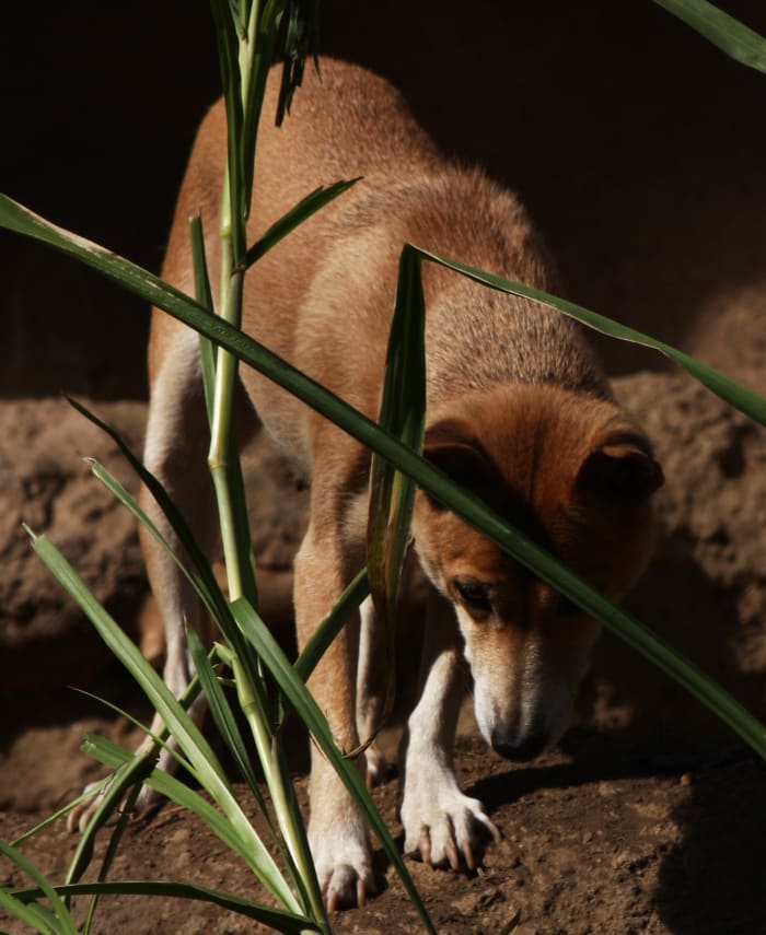 Many see New Guinea Singing Dogs as just another breed of canine that has descended from feral dogs, but others consider them to be a 'wild dog' like a wolf or jackal.