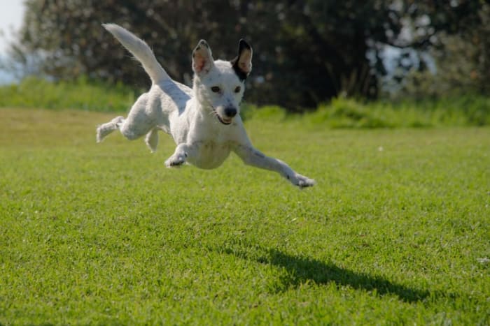 Something as simple as over exertion can cause a dog to throw up and is not of concern unless it becomes on-going.