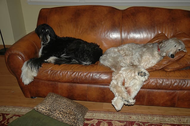 Gli Afghan Hounds sono il tuo tipico segugio.