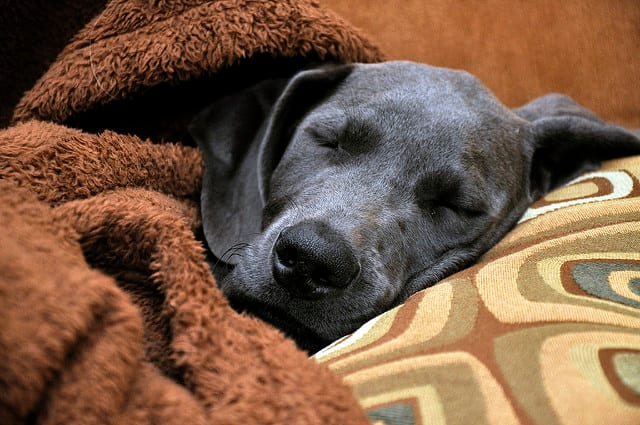 一部のアパートではグレートデーンが禁止犬種として挙げられています。