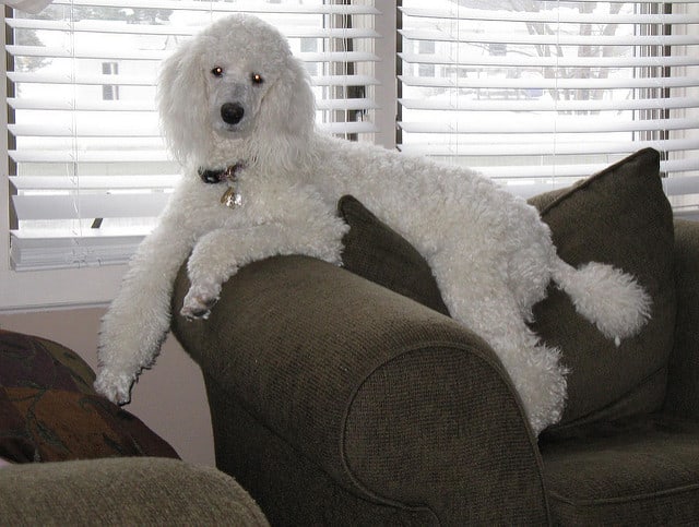 El caniche estándar es la mejor raza de perro grande que no se desprende para un apartamento.