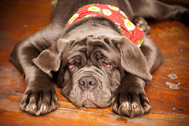 O Bullmastiff foi criado pelo cruzamento de duas das melhores raças de cães para um apartamento.