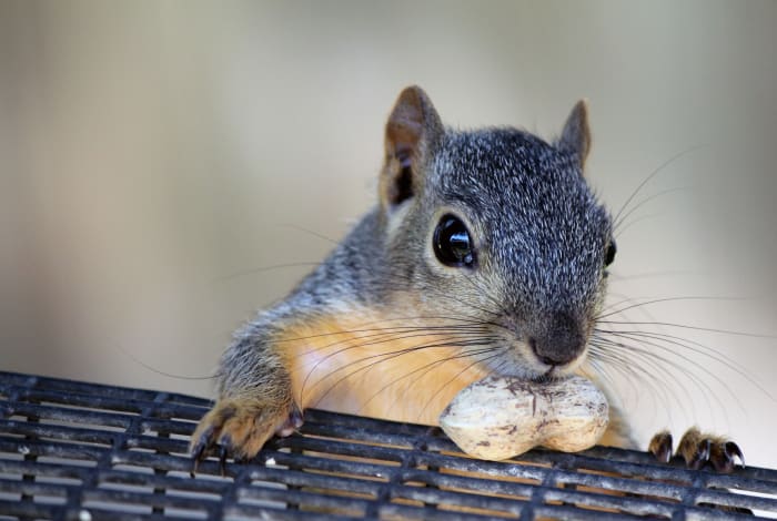 All species of squirrels, except the grey squirrel, are legal.