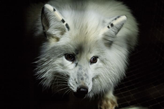 All foxes fall under Class 3 Wildlife.