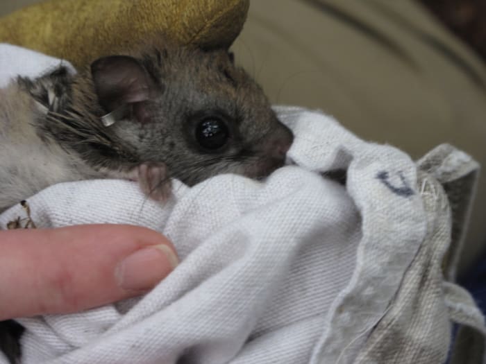 cuddly-and-affectionate-exotic-pets