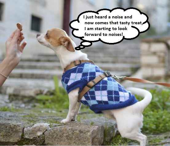 Rewards may help to neutralize fearful situations. Counterconditioning programs are often used to tackle fear in dogs.