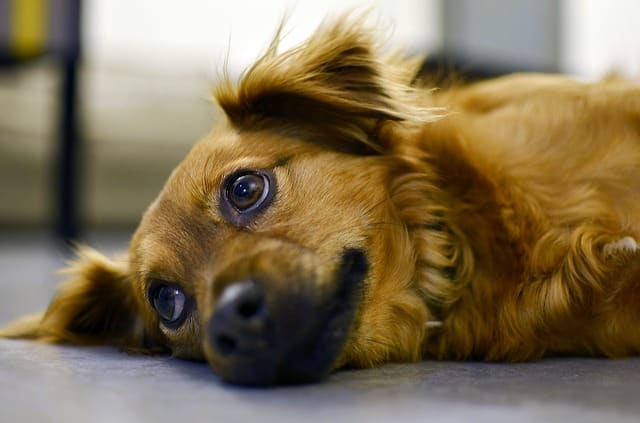 Happy dog