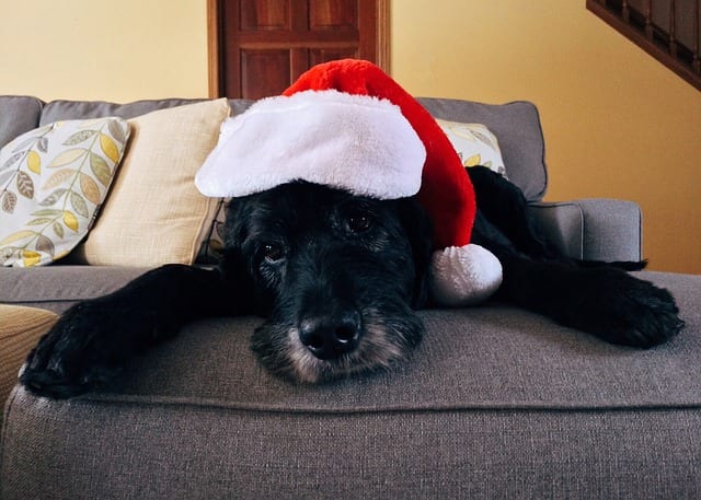 Holiday demand for dog sitting