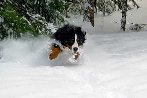 Câine de munte bernese care se grăbește în zăpadă