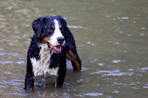 Bernese Mountain Dog bawiący się w wodzie