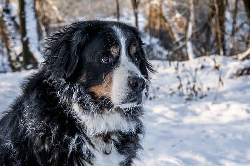 Cão Bernês Bonito na neve