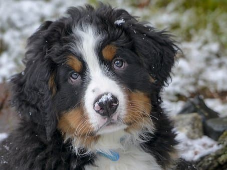 Berner Sennenhundvalp som väntar på ett namn