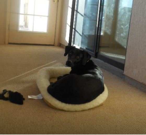 One of my board and training guests comfortably lying on a mat