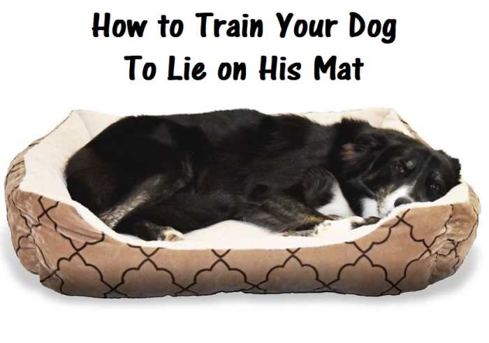 Learn how to train your dog to go to his mat.