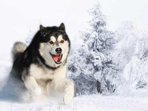 "Kirima" would make a great name for a Malamute with limitless energy who can dash up hills in no time.