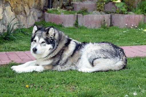 If you named a highly trainable Malamute "Inuksuk," you'd definitely be on the right track, so to speak.