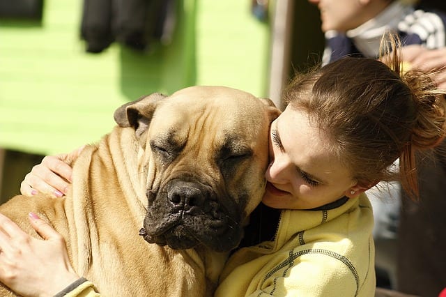 Large canine hug