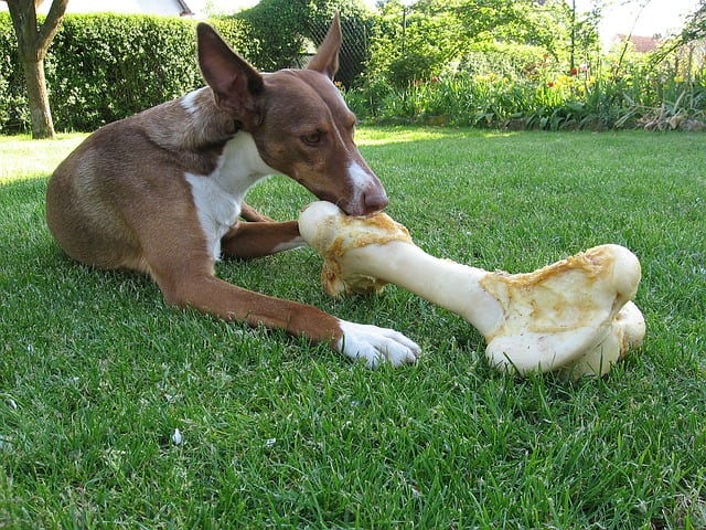 Dogs chewing habits