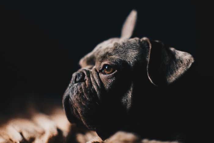 Your typical brachycephalic muzzle characterized by a flattened face, shortened nares, and often excessive skin folds.