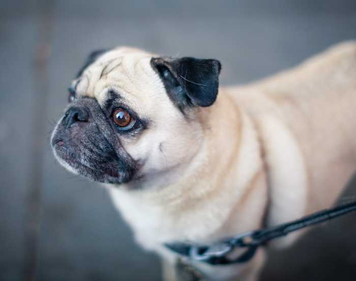 Have a leash handy for those just-in-case moments.