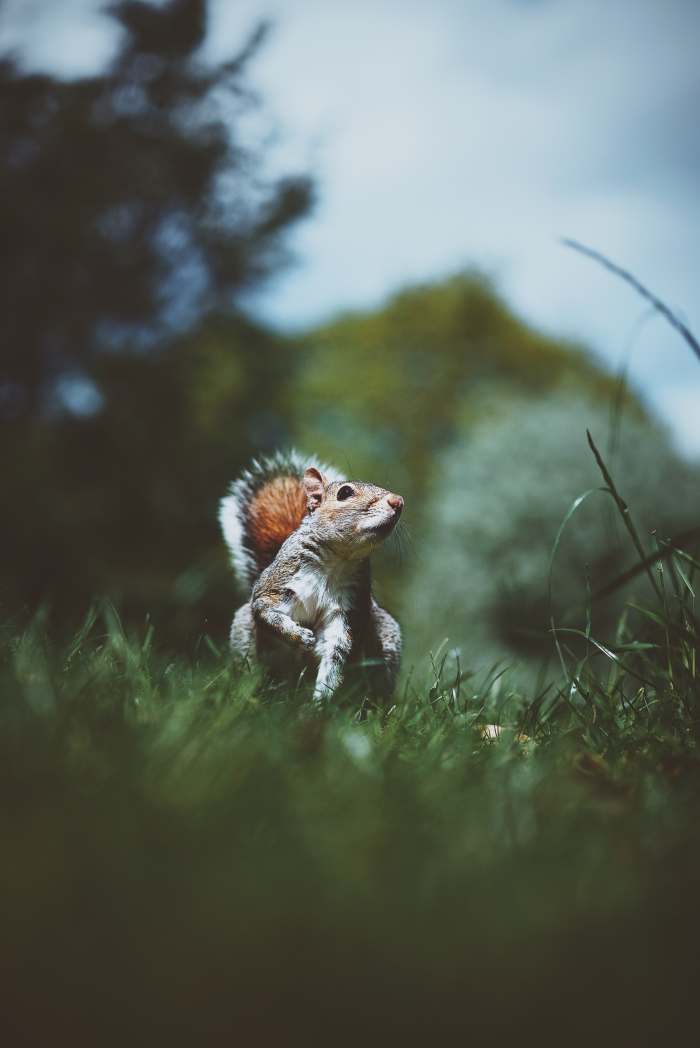 Keep track of your dog's biggest distractions, like squirrels!