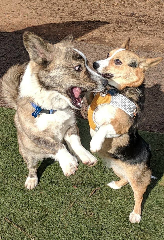  Dies ist Parker, der ungefähr ein Jahr alt ist und mit einem Cardigan Corgi-Freund im Park spielt. sie können die Unterschiede in Größe und Färbung hier sehr gut sehen!