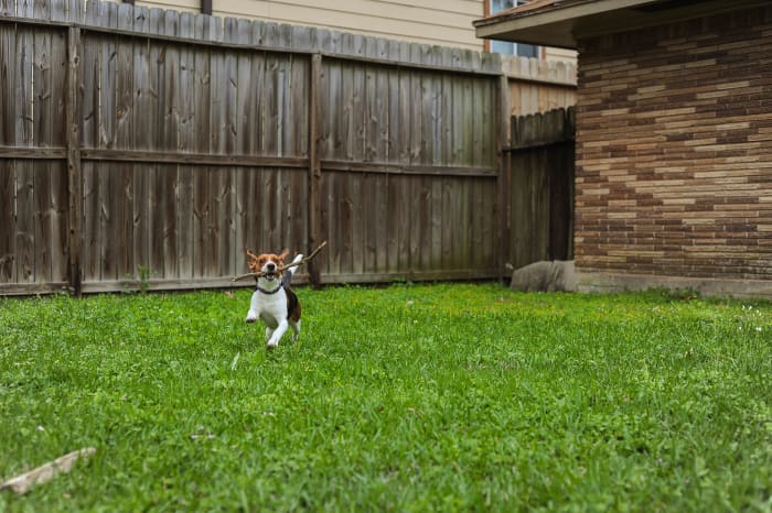 pourquoi vous devriez obtenir un...beagle