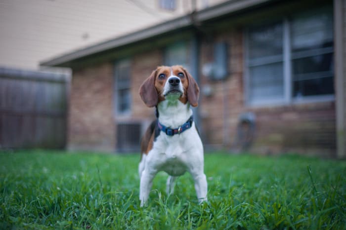 pourquoi vous devriez obtenir un...un beagle