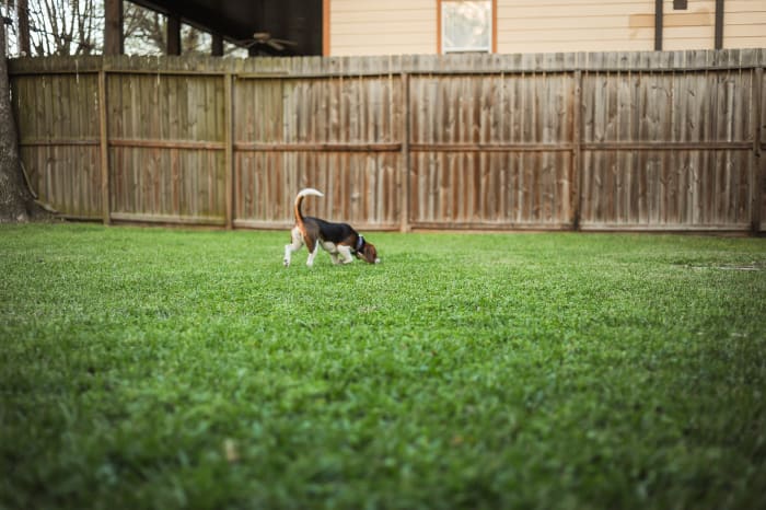 pourquoi vous devriez obtenir un...beagle